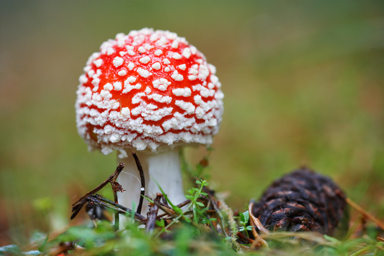 Fly Agaric - Amanita muscaria - newly emerged cap in pine forest. October 2006. 